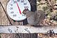 Squirrel checking the temperature. Taken 2007 Dubuque by Dale Bodell.