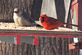 Birds Feeding. Taken 2007 Dubuque by Dale Bodell.