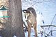 Deer at the bird feeder. Taken 2010 Dubuque by Dale Bodell.