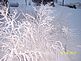 Frost on dreary backdrop. Taken 1/16/10 Delhi by Kaye Wall.