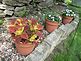 Spring Flowers. Taken June 2011 Dubuque by Dale Bodell.