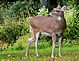 Not so wild life. Taken 10-14-09 Lambert Castle Yard, Paterson, New Jersey by John Maas.