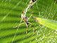 Mexican Spider. Taken Dec. 1, 2010 Botanical Garden, Puerto Villarta, Jalisco, Mexico by Daniel Wolf.