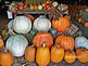 White Moon pumpkins at the Pumpkin Patch . Taken Sept 2010 East Dubuque, IL by Diane Harris.