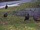 Wild turkeys in my front yard. Taken November 2010 My front yard by Dale Bodell.