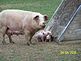 A sign of spring--- pigs on a farm. Taken Easter 2010 Cascade, Iowa by Diane Harris.