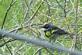 Yellow rumped warbler just passing through