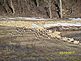 Geese stopping for a rest while flying to warmer climates. Taken March 2011 Dubuque County wetlands by Diane Harris.