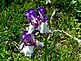 Presby Iris Gardens. Taken May 2010 New Jersey by Margaret Maas.