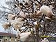 Magnolia tree fighting to bloom in the cold wet spring. Taken April 21, 2010 Dubuque Iowa by Diane Harris.