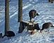 A SQUERILL AND TURKEY SHARE A EARLY MORNING MEAL		 