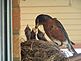 mama robin feeding her 3 babies. Taken july 31 2009 at my home by me.