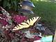 Butterfly resting in backyard.PHOTO by Ellie Jaeger of Dyersville IA