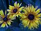 Sunflowers blooming