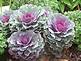 cabbage flowers blooming