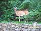 lost doe. Taken 7/20/09 backyard 1919 central ave. by rich k.