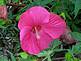 pink hibiscus blooming