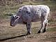 a white buffalo grazing