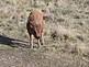 a baby buffalo grazes