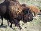 buffalo grazing