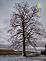 Weather beaten Tree. Taken 11/11/06 Pleasant Ridge, WI by Paula Schumacher.