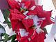 snow on a poinsettia