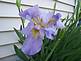 An Iris blooming. Taken 5-24-09 Alburnett, IA by Patti Menster.