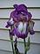 An Iris blooming. Taken 5-24-09 Alburnett, IA by Patti Menster.