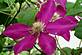 colorful clematis blooming. Taken 7-17-09 at home by Patti Menster.