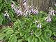 hosta blooming. Taken 7-17-09 at home by Patti Menster.