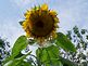 giant sunflower. Taken 9-8-09 Cascade by Patti Menster.