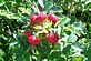 rose hips. Taken Sept 26, 2009 North Dakota rest stop by Patti Menster.