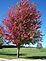 fall colors at their best. Taken 10-7-09 Cascade by Patti Menster.