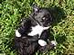 Shipoo baby relaxing in the grass. Taken in July at home in Maquoketa by Amy Hemmer.