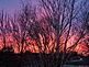 sunset against barren trees. Taken Dec. 2, 2009 our backyard by Patti Menster.