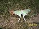 Unique Moth. Taken Summer Hazel Green, Wisconsin by P. Schumacher.