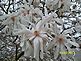 Magnolia tree in bloom in early spring . Taken March 2012 Dubuque by Diane Harris.