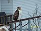 Chicken hawk in backyard. Taken January 2010 Dubuque Iowa by Diane Harris.