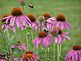 Purple Cone Flowers and Bumble Bees. Taken 8/10/09 Angel View Dr - Dubuque  by Clay Gronen.