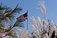 FLAG. Taken 10-18-09 Dubuque arbortum by steve  allen.