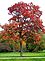 Fall Color. Taken 10-10-09 Ringwood Manor and State Park, New Jersey by John Maas.