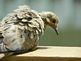 a turtledove basking in the sun. Taken 5-9-10 our deck by Patti Menster.