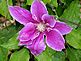 first clematis of the season. Taken May 10-10 our backyard by Patti Menster.