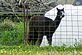 an alpaca (the grass is greener on the other side). Taken May 16, 2010 outside Peosta by Patti Menster.