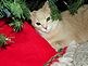 Claudie  says "This is my favorite resting place". Taken 12-14-12 my home by Patti Menster.