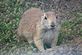 prairie dog. Taken June 5, 2010 Theo. Roosevelt Nat'l Park in Medora, N.D. by Patti Menster.