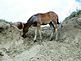 wild colt. Taken June 5, 2010 Theo Roosevelt Nat'l Park by Patti Menster.