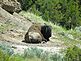 buffalo resting. Taken June 5, 2010 Theo Roosevelt Nat'l Park in North Dakota by Patti Menster.