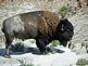 buffalo. Taken June 5, 2010 Theo. Roosevelt Nat'l Park in Medora, N.D. by Patti Menster.