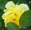 a yellow rose. Taken June 30, 2011 backyard by Patti Menster.